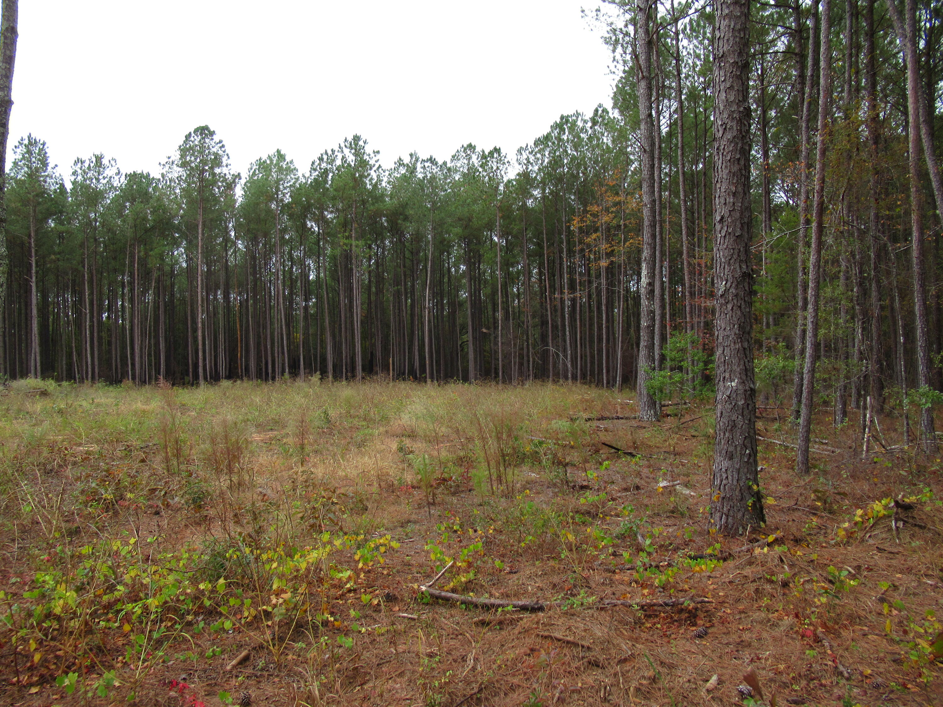 0 Twin Pines Road Keysville, GA 30816 - Photo 5 of 25 IMG_0633