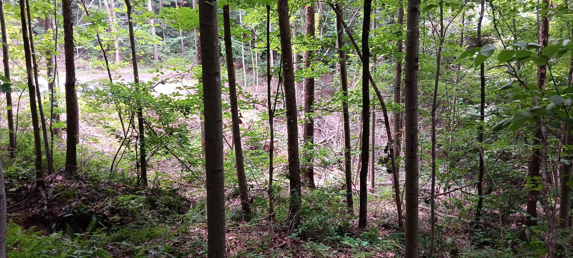 0 Orpheus-Keystone Road, Unit VALLEY VIEW CABIN KEYSTONE) Thurman, OH 45685 - Photo 18 of 58 CT-18