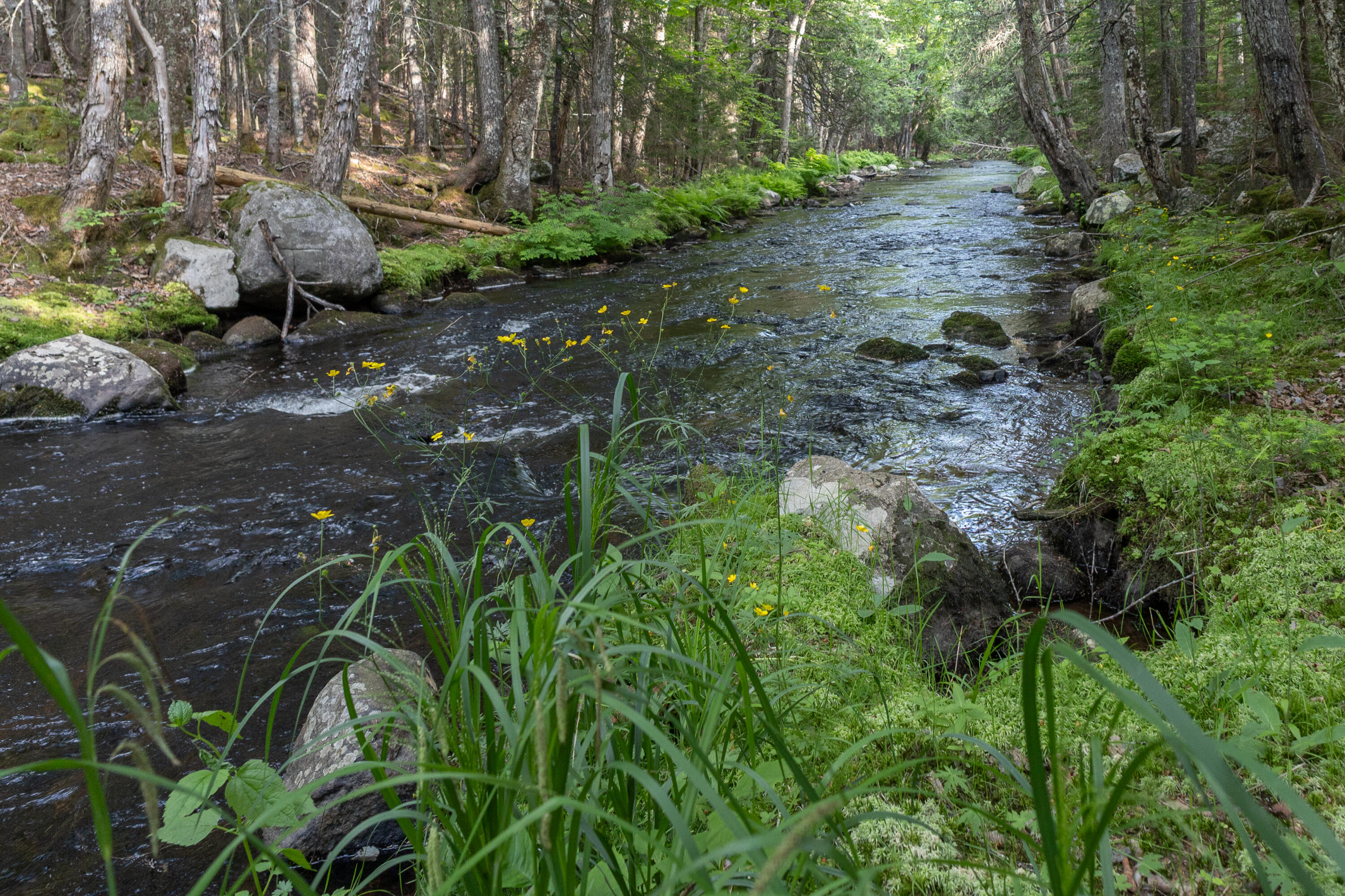 25 Farm Edge Road Sullivan, ME 04664 - Photo 9 of 28 IMG_5085