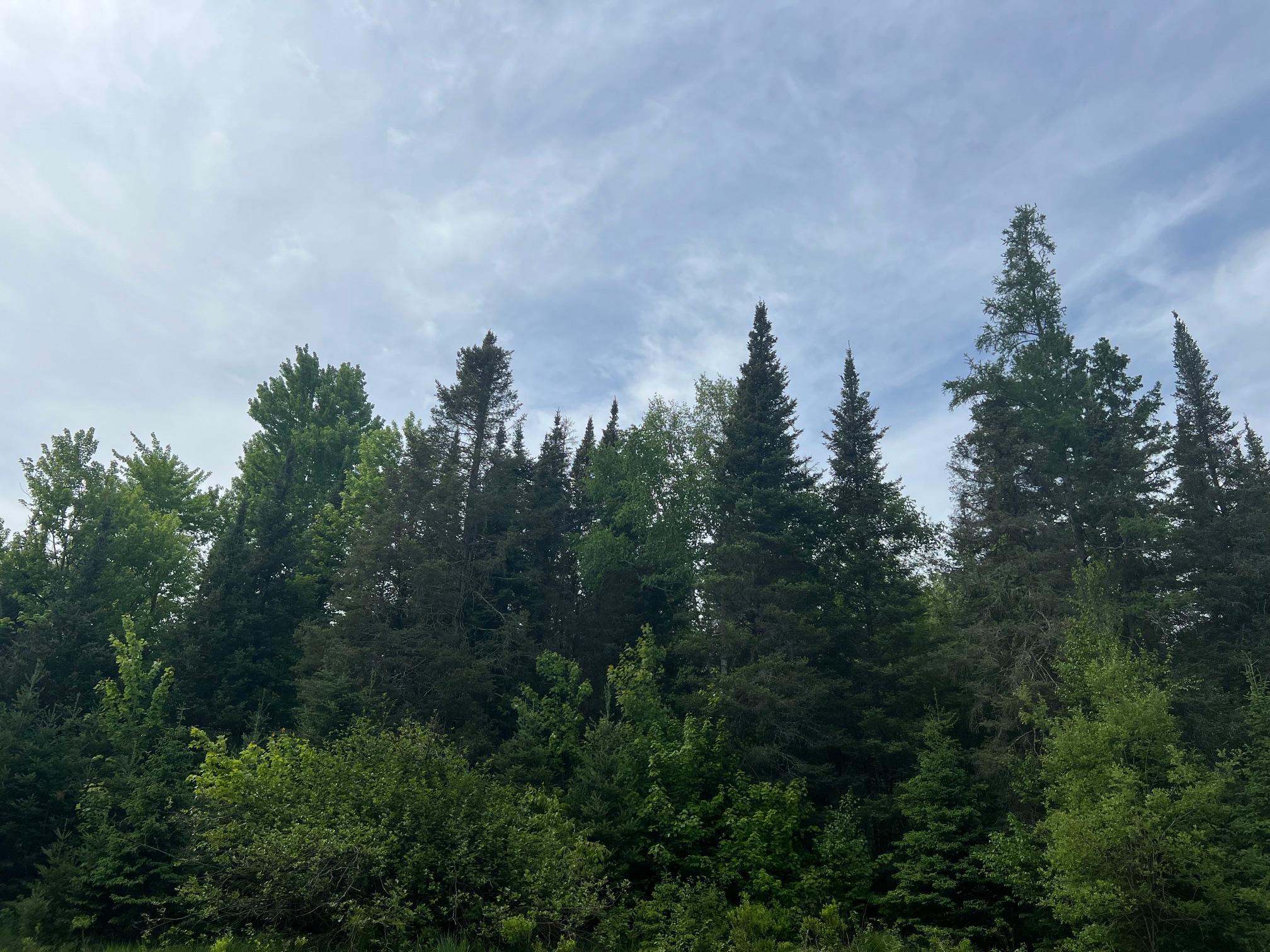 Lot 1 Smith Road North Couderay, WI 54828 - Photo 26 of 29