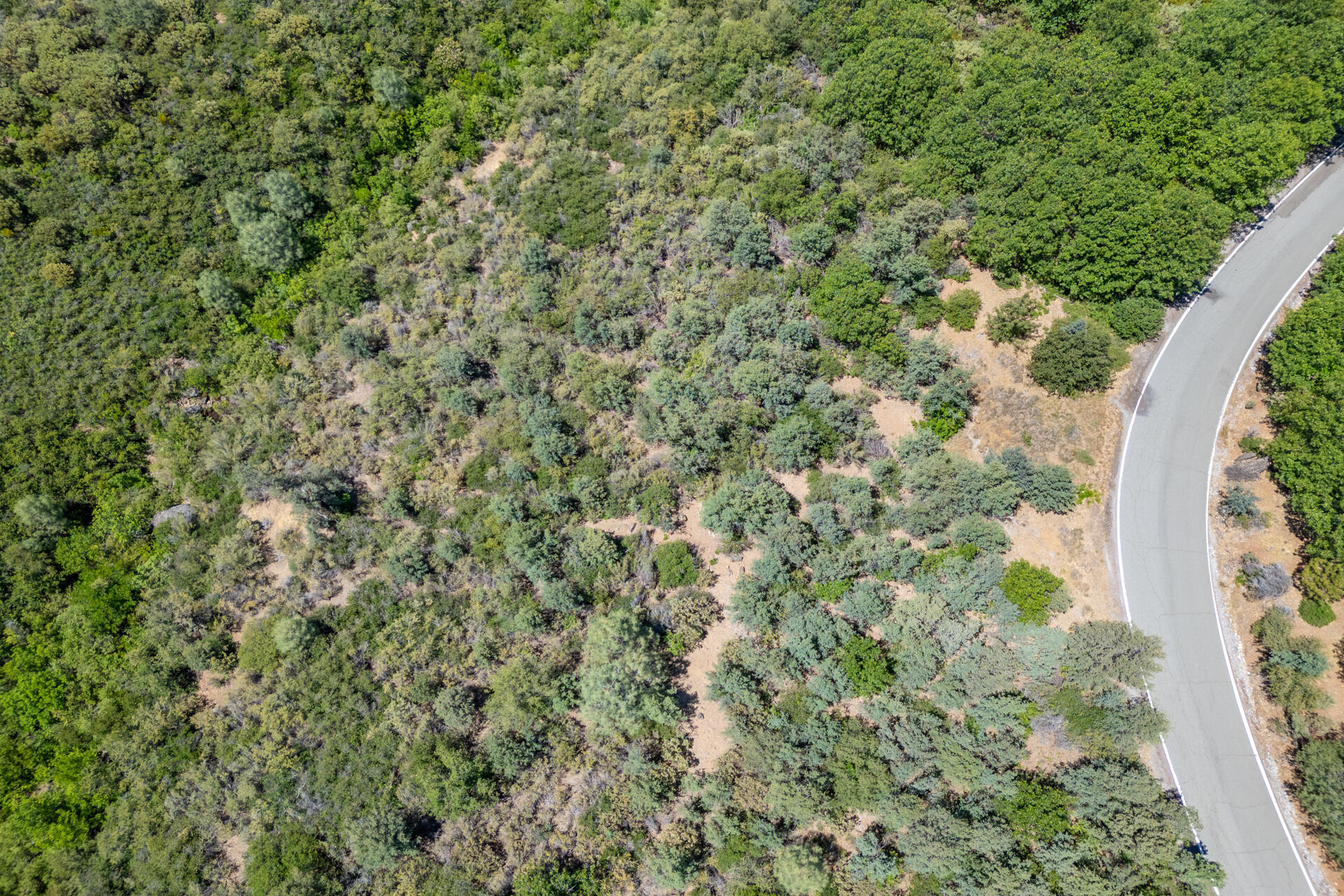 Frisby Road Round Mountain, CA 96084 - Photo 13 of 14 a view of a forest with a tree