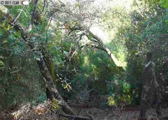 a view of a forest with a tree