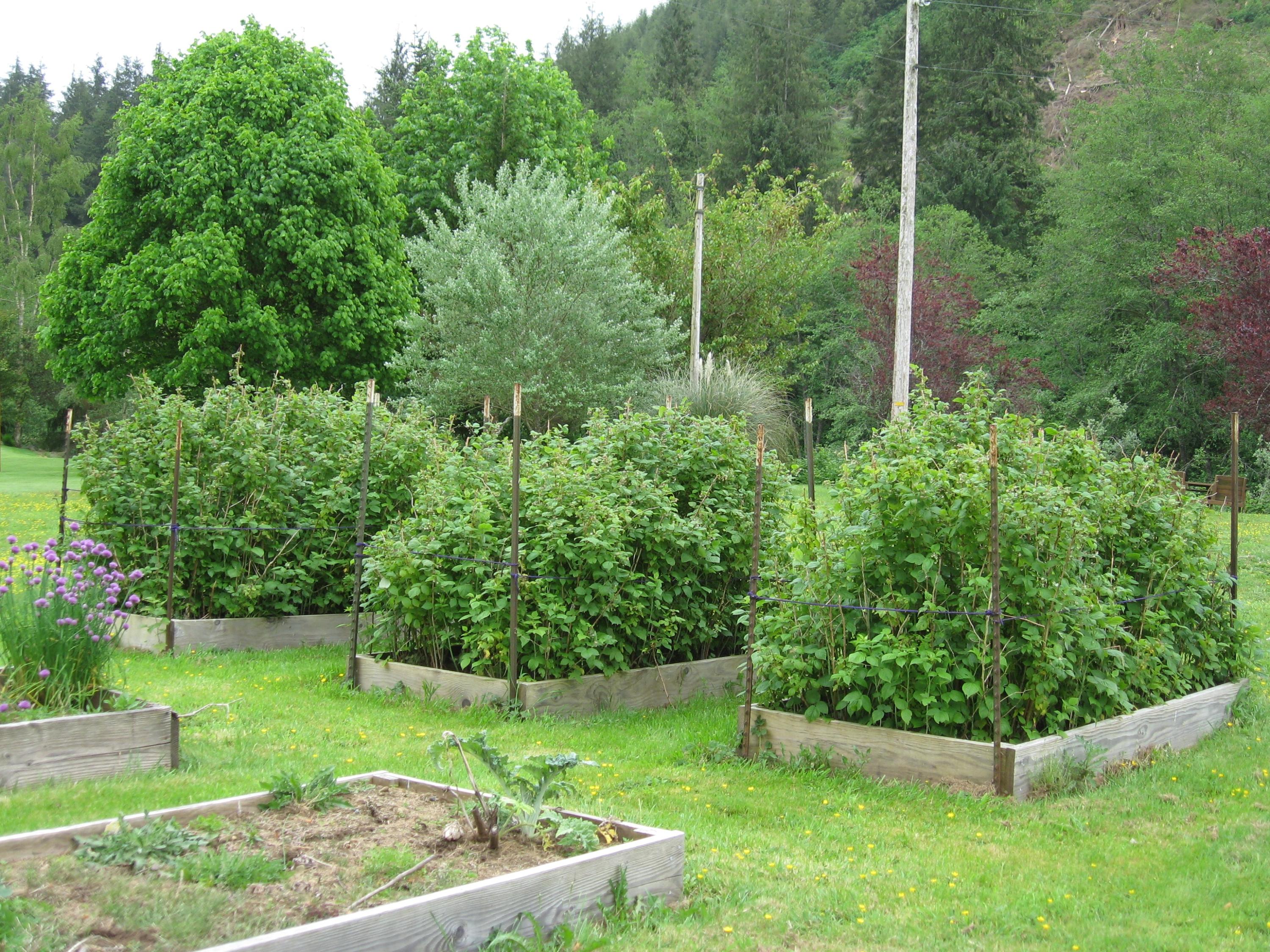13435 Trask River Road Tillamook, OR 97141 - Photo 25 of 49 Established Blue Berry Bushes