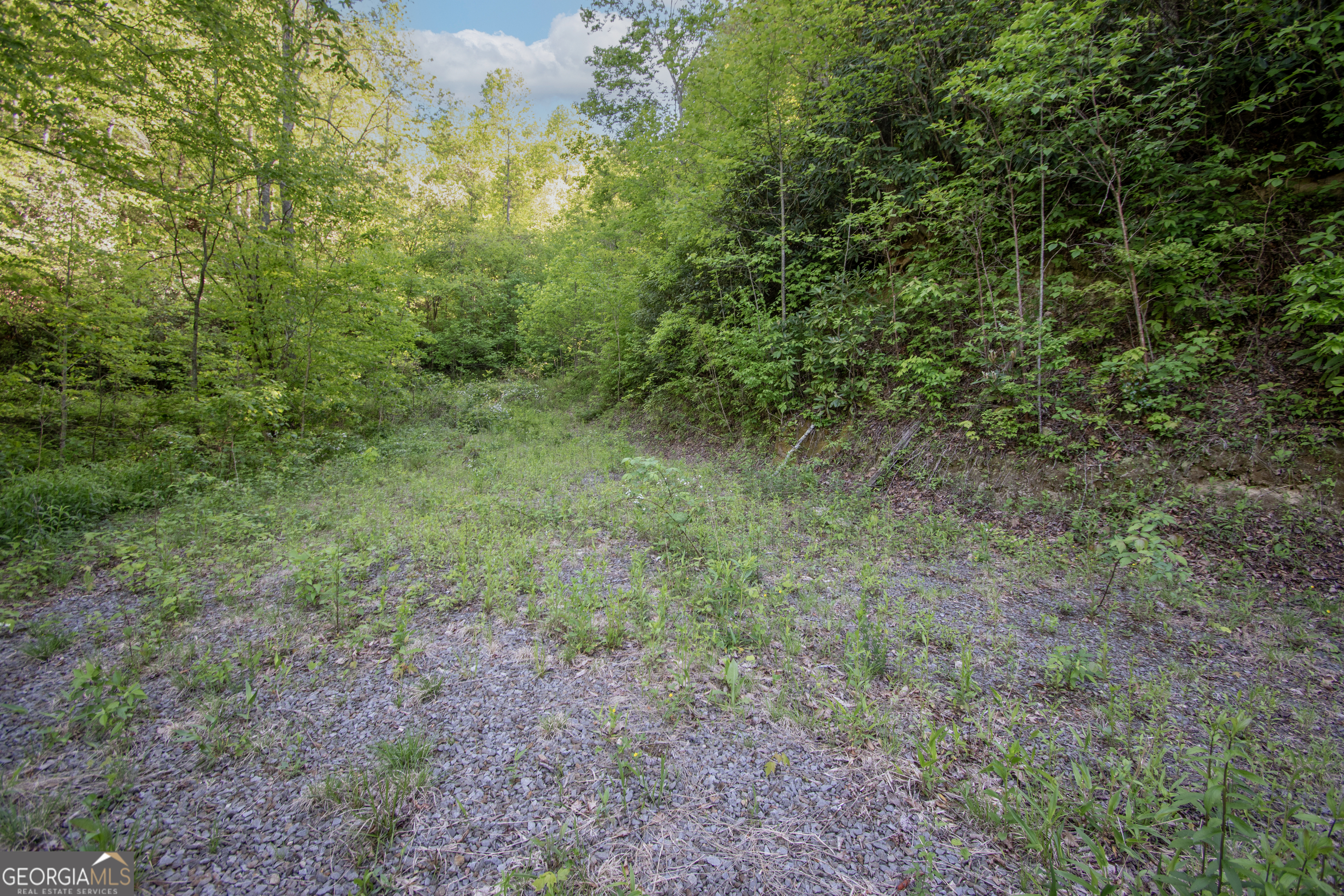 0 Walnut Cove Branch Road Robbinsville, NC 28771 - Photo 11 of 14 a view of a big yard with plants and large trees