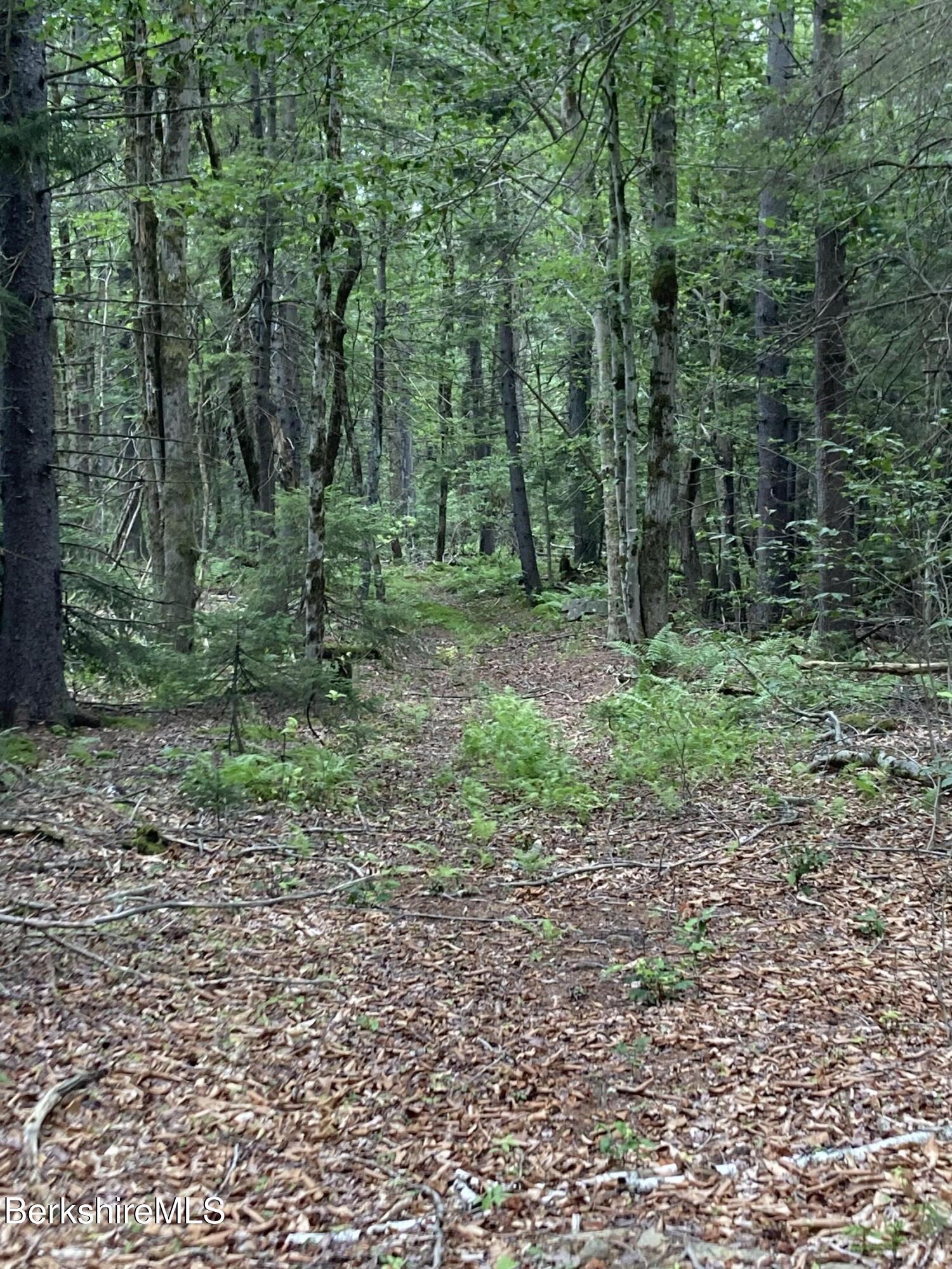 Lot 32 Leonhardt Road Becket, MA 01223 - Photo 3 of 9 a view of a forest with trees in the background