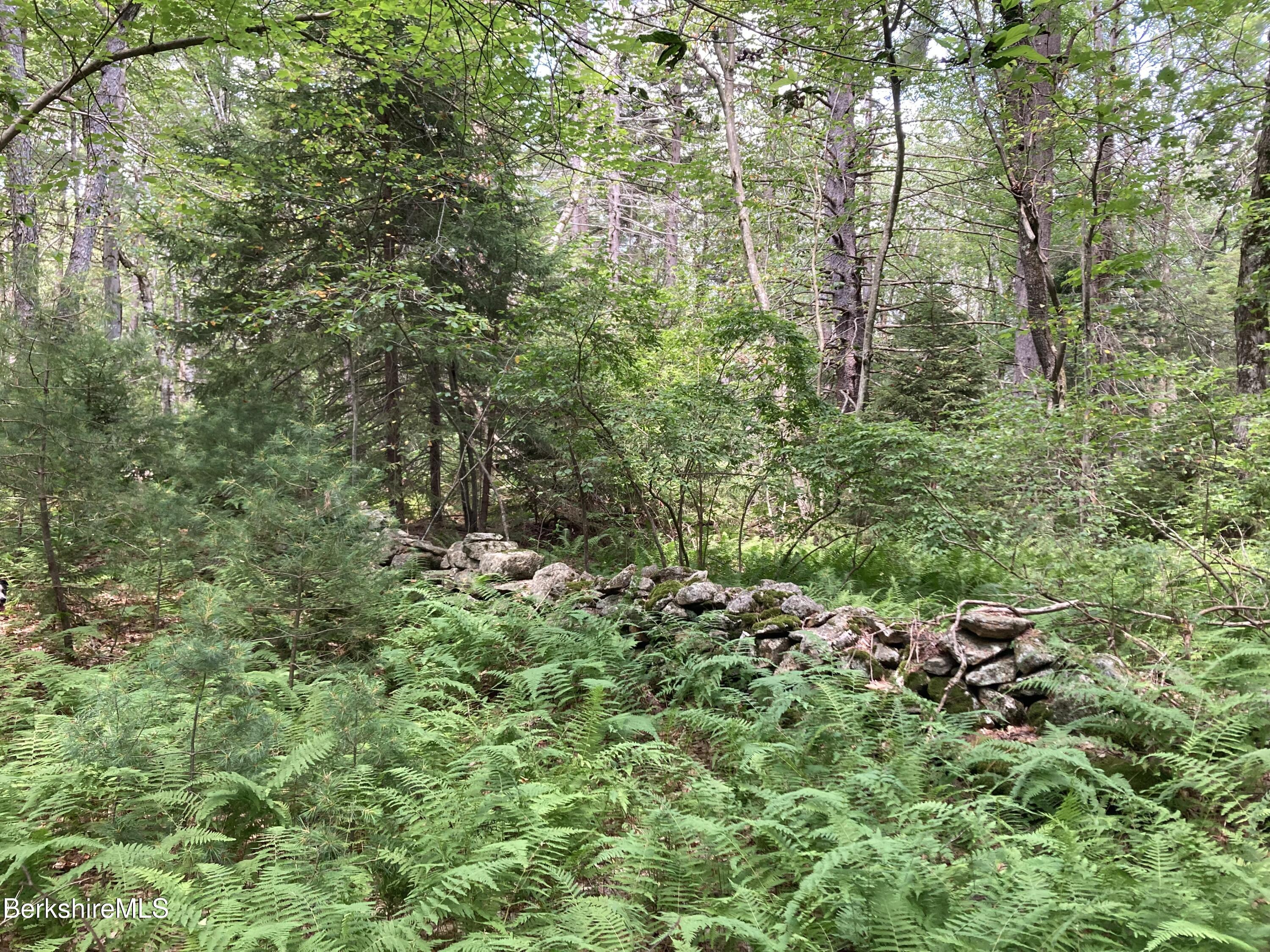 Lot 32 Leonhardt Road Becket, MA 01223 - Photo 5 of 9 a view of a garden with plants and large trees