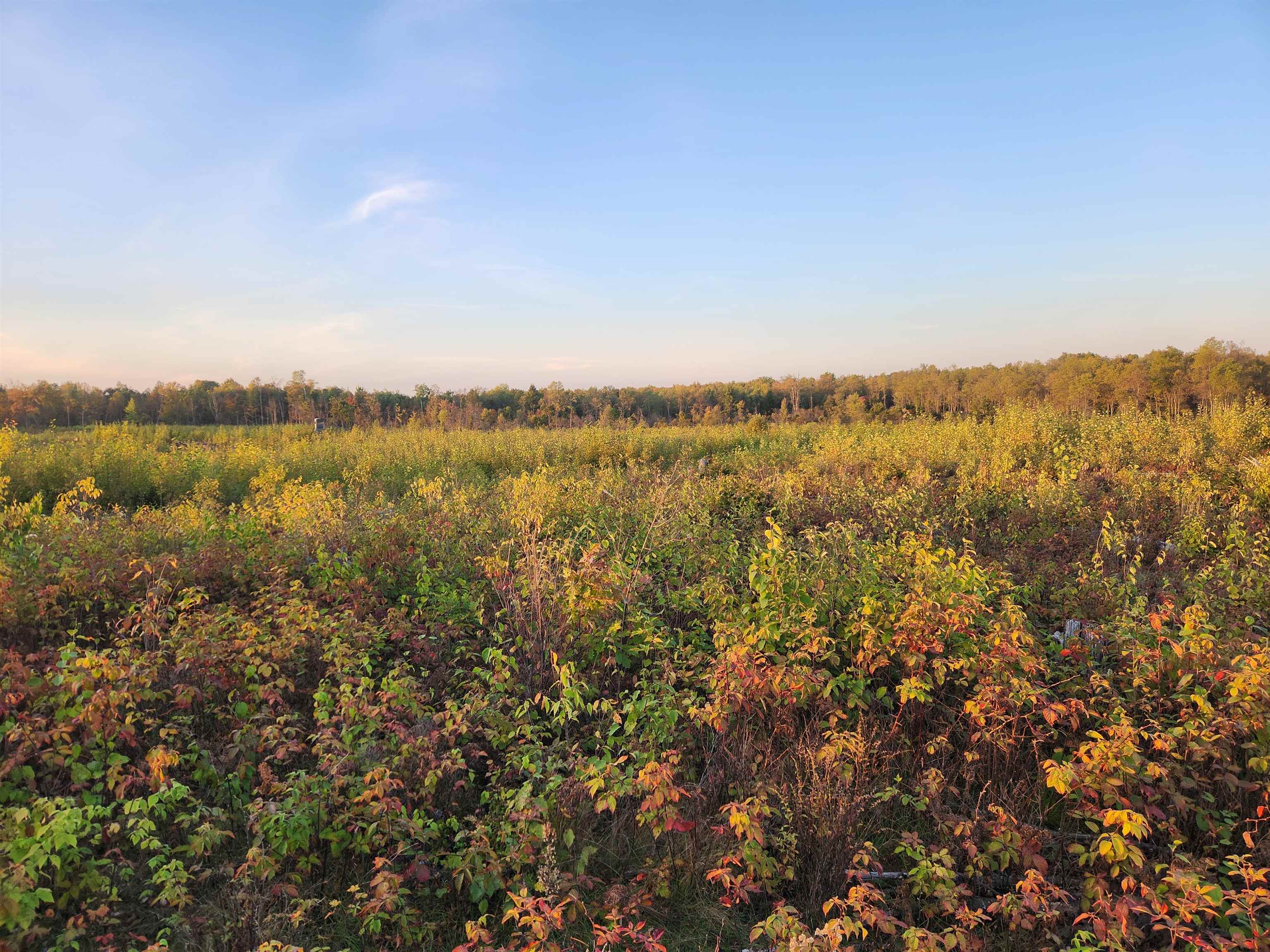 40 Acres (1st) Monroe (easement) Road Harrison, MI 48625 - Photo 2 of 7