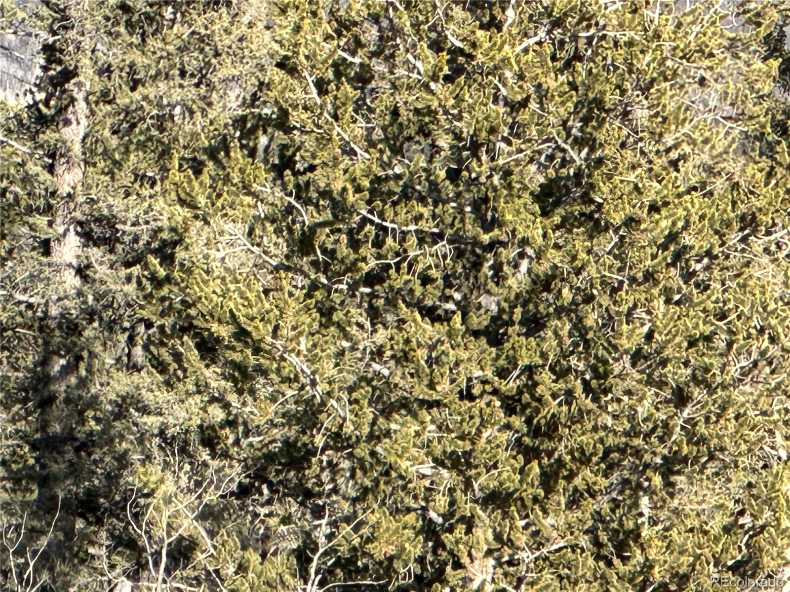 1289 Willow Way Jefferson, CO 80456 - Photo 36 of 49 a view of a yard