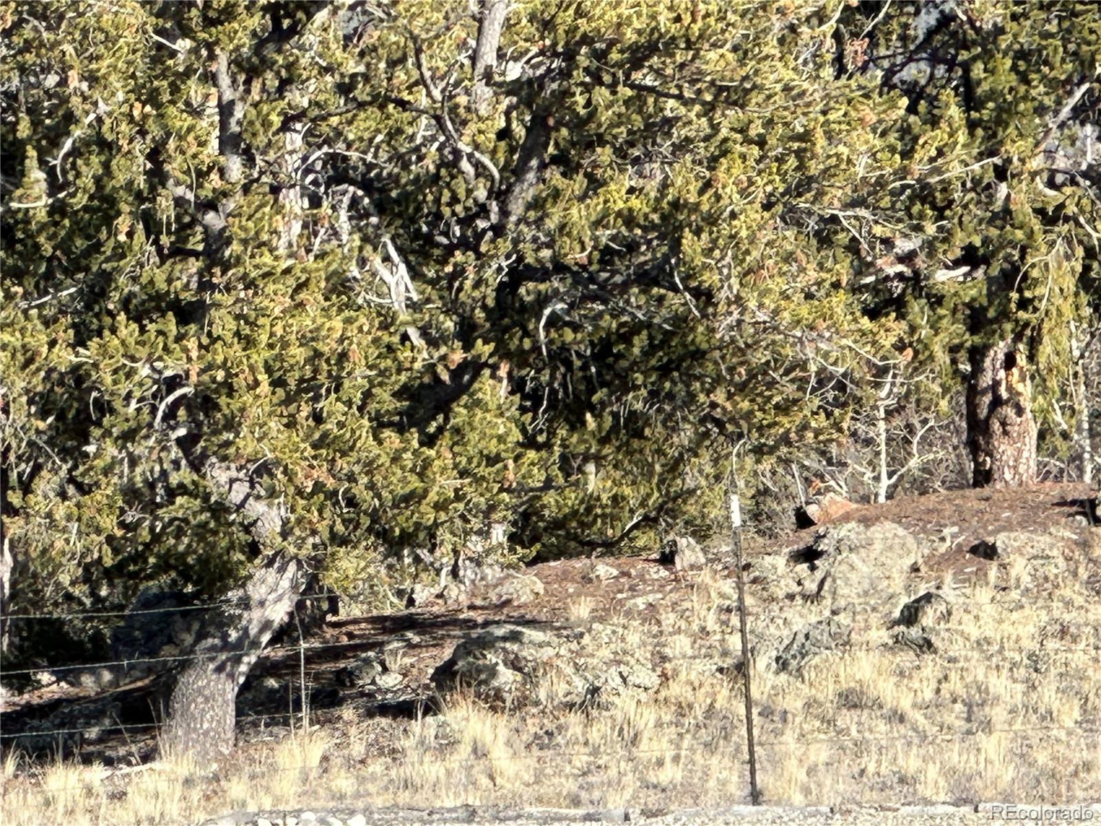 1289 Willow Way Jefferson, CO 80456 - Photo 37 of 49 a view of covered with green space