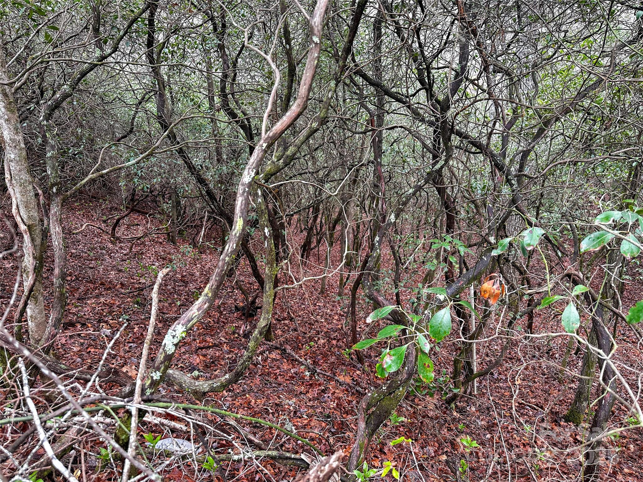 Lot 3 Tara Hills Road Whittier, NC 28789 - Photo 2 of 13