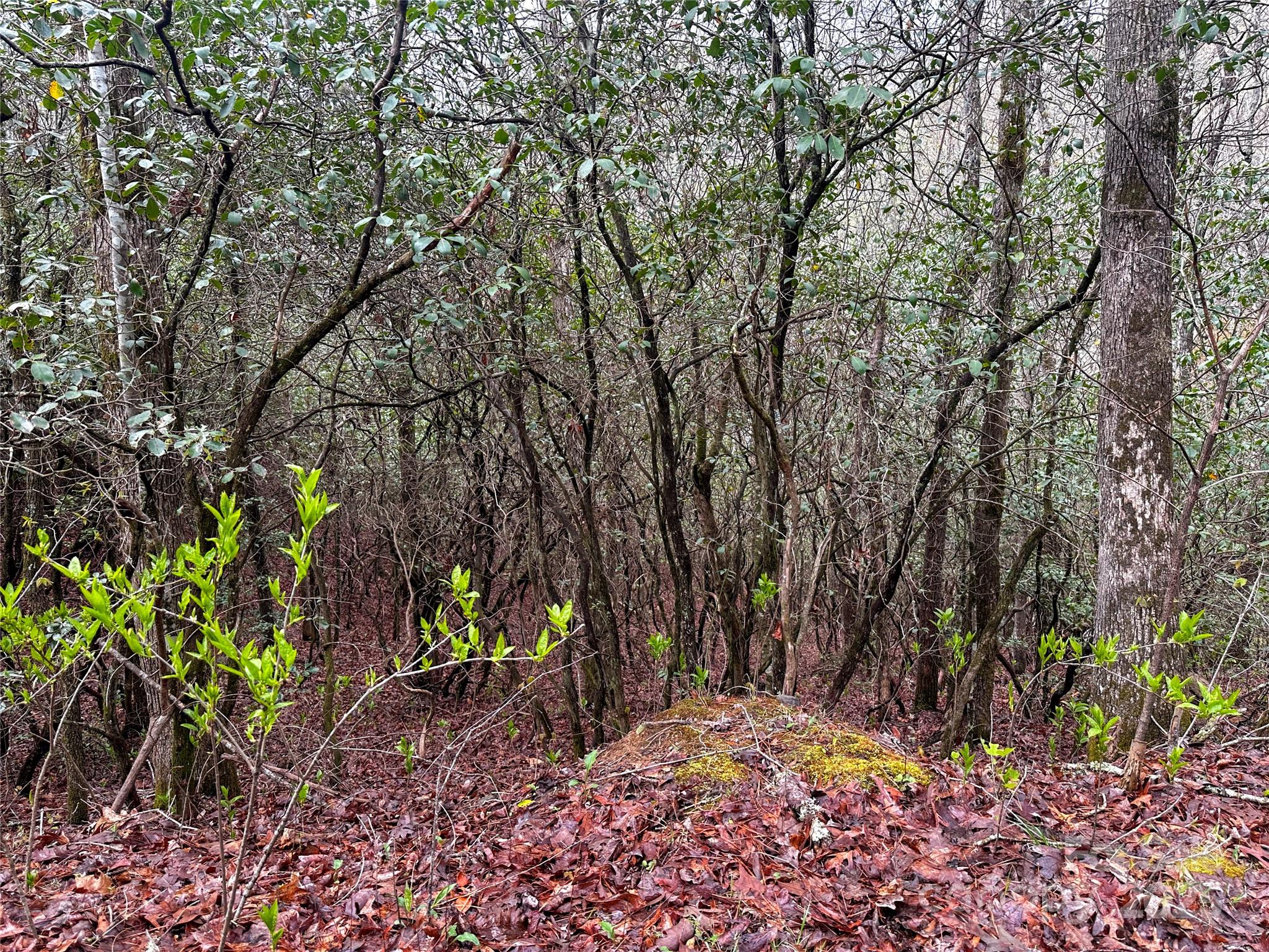 Lot 3 Tara Hills Road Whittier, NC 28789 - Photo 7 of 13