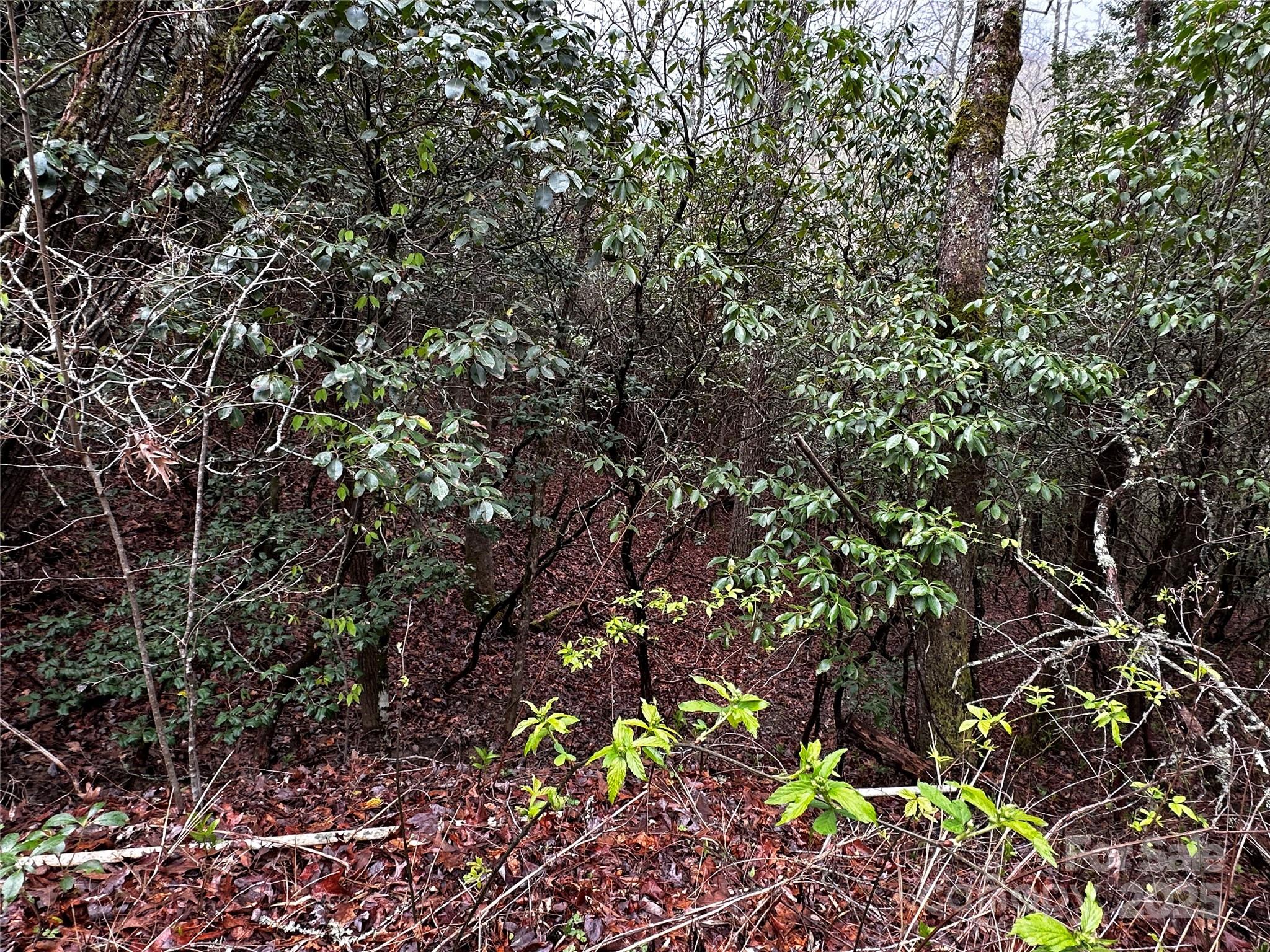 Lot 3 Tara Hills Road Whittier, NC 28789 - Photo 9 of 13