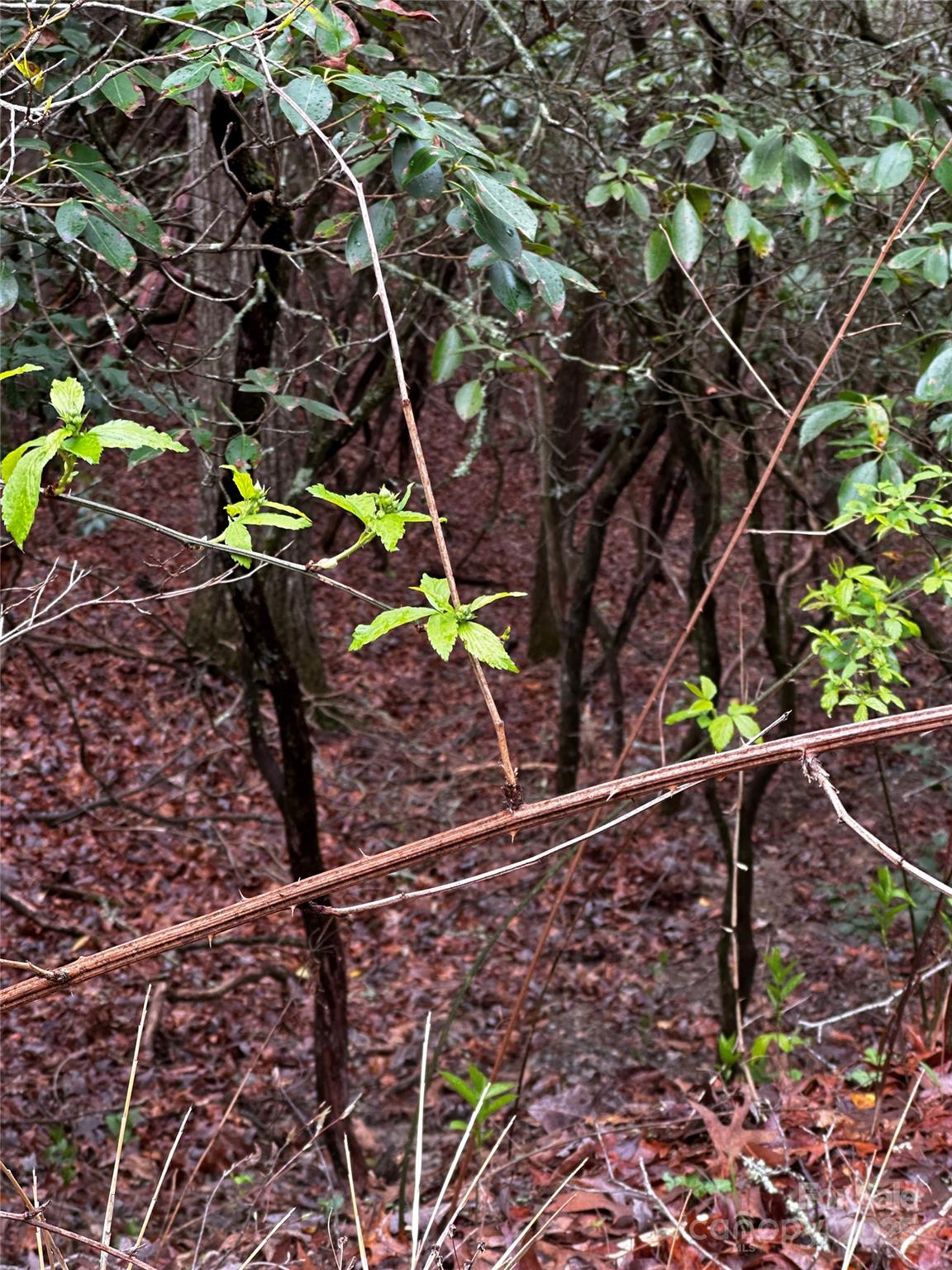 Lot 3 Tara Hills Road Whittier, NC 28789 - Photo 10 of 13