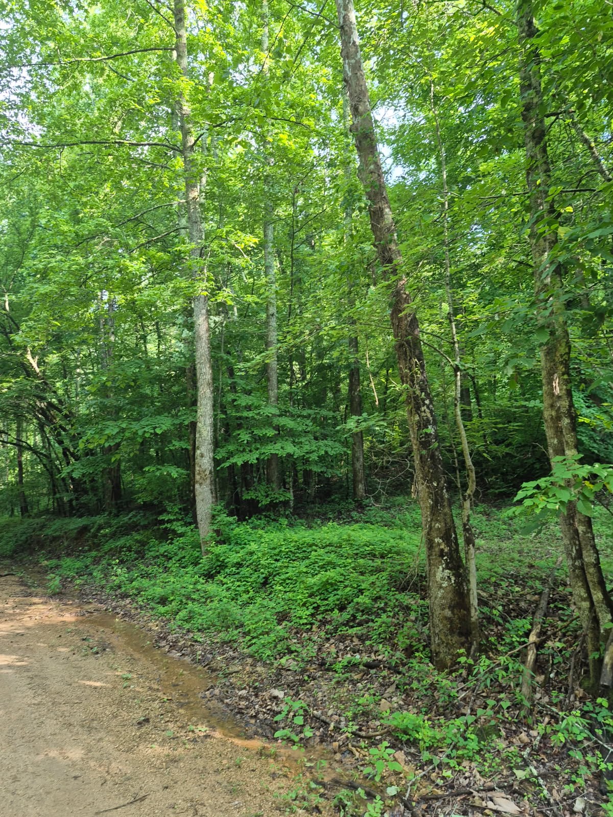 0 Co Road Lexington, AL 35648 - Photo 2 of 5 a view of a lush green forest