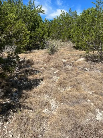 a view of a forest with trees
