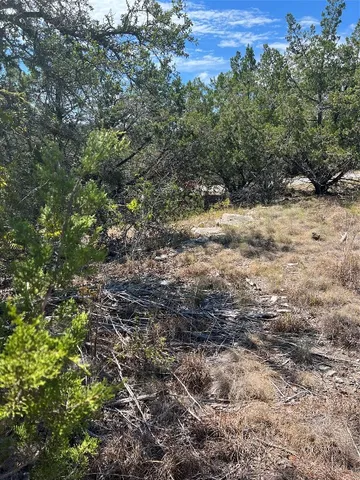 a view of a large tree
