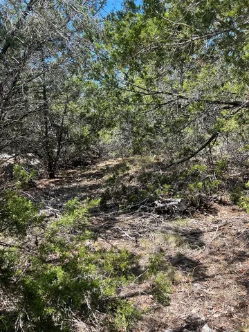 a view of a forest with trees in the background