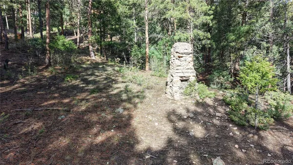 a pathway of a forest