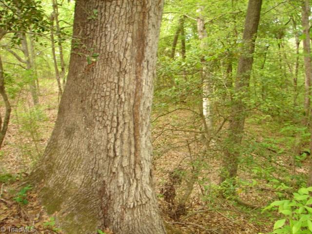 0 Dan Road Robbins, NC 27325 - Photo 25 of 50