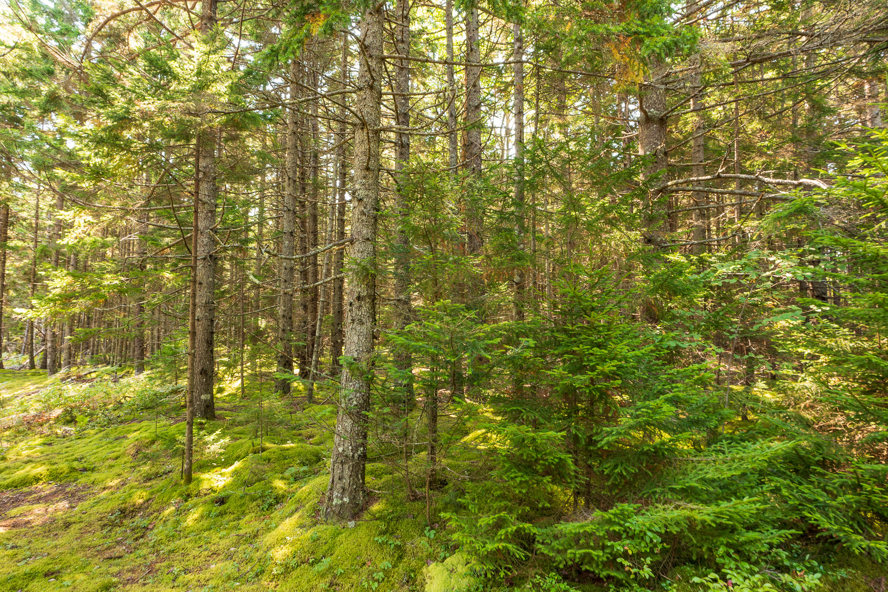Lot 11 Nahanada Road Bristol, ME 04554 - Photo 12 of 18 24-Lot 11 Nahanada Rd-24