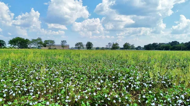 a view of a big yard with lots of green space