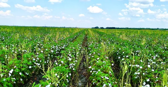 a view of a big yard with plants and a large tree