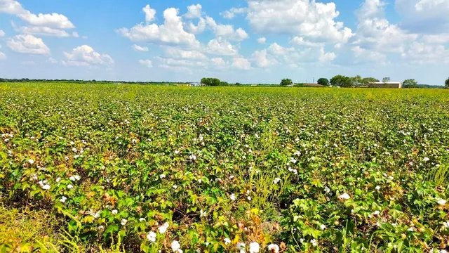 a view of a bunch of trees and bushes