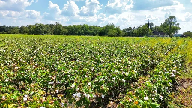 a view of a field with an ocean
