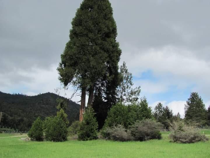 150 Rattlesnake Road Glendale, OR 97442 - Photo 65 of 67 So many unique beautiful trees all over your property