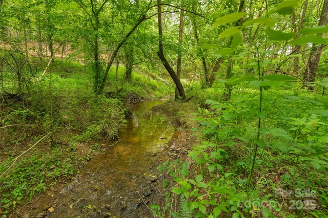 a view of a lush green forest