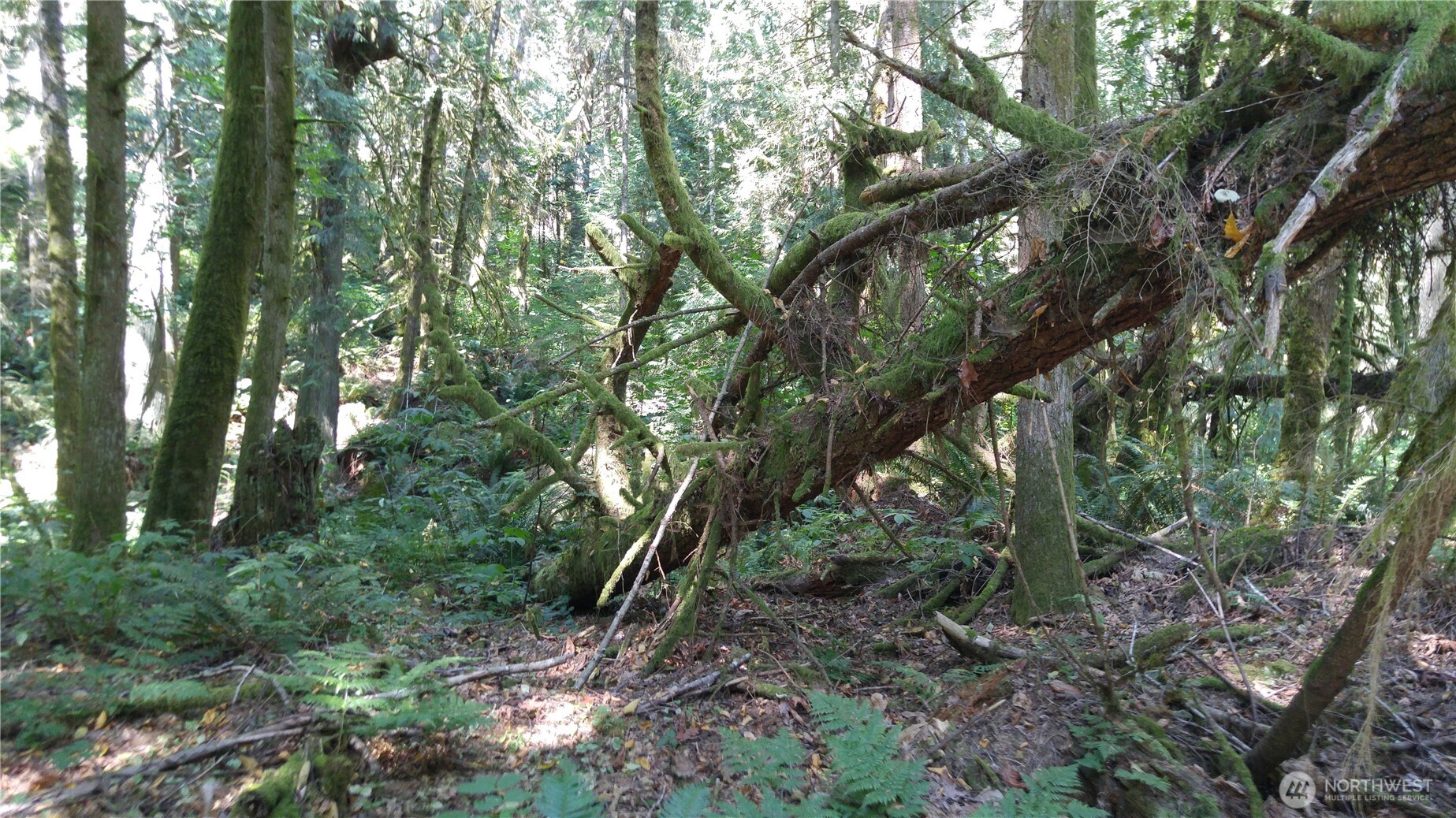 9 E Street Bellingham, WA 98229 - Photo 6 of 8 a view of a forest with trees