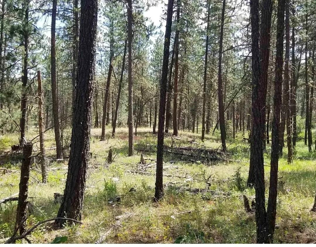 5511 Glen Grove-Staley Road Deer Park, WA 99006 - Photo 29 of 31