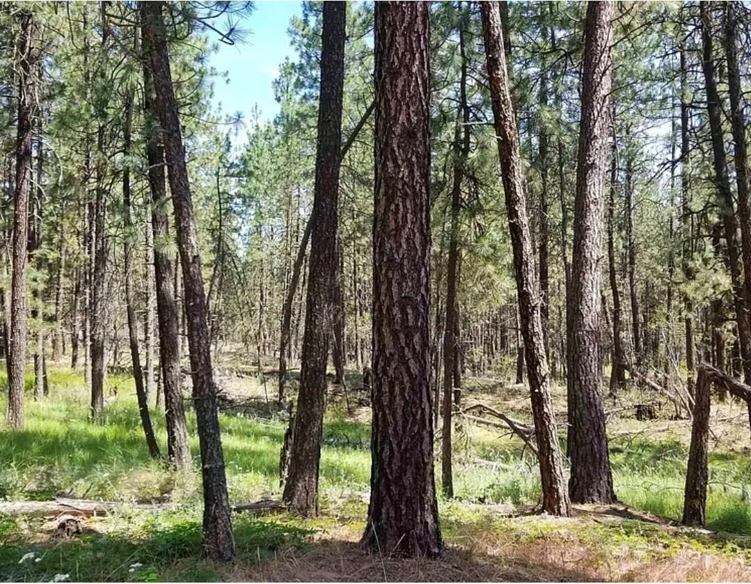 5511 Glen Grove-Staley Road Deer Park, WA 99006 - Photo 30 of 31