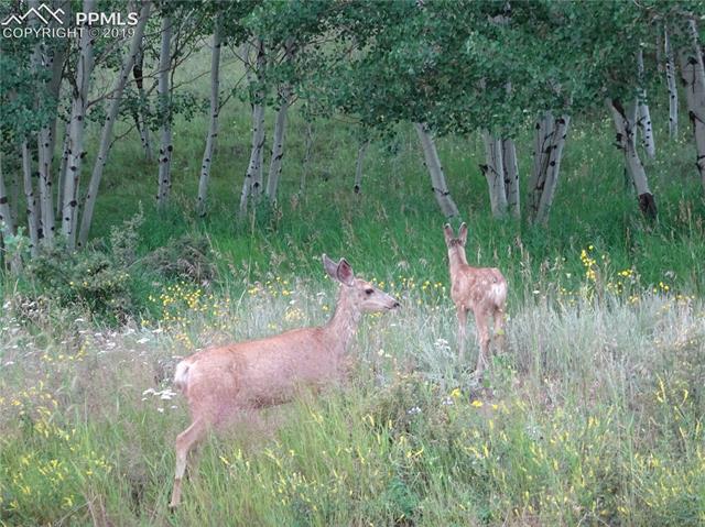 1770 Pathfinder Road Florissant, CO 80816 - Photo 20 of 20 Gallery Image 20