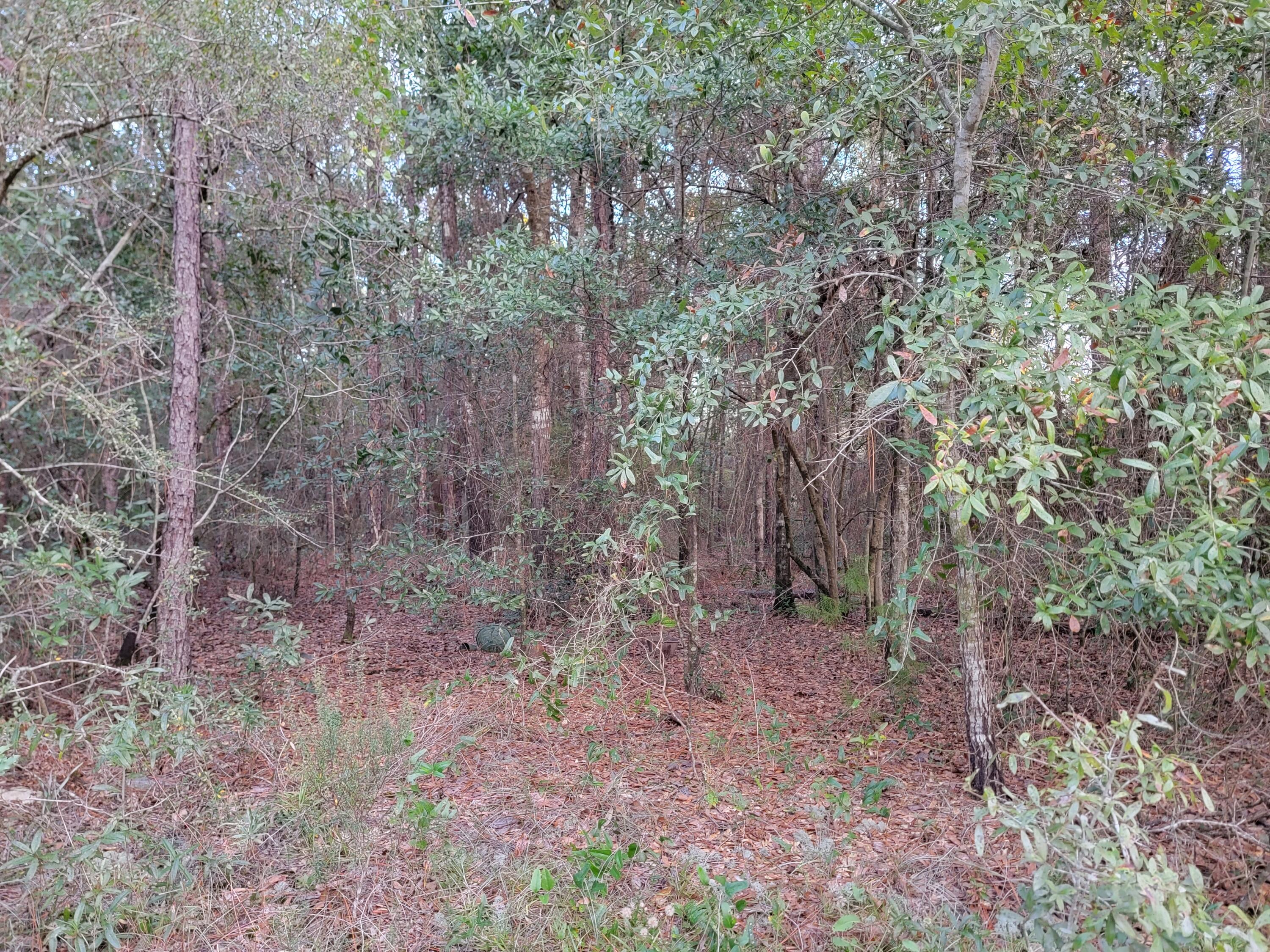 507 C Spotted Fawn Road Holt, FL 32564 - Photo 11 of 13 20231119_163111