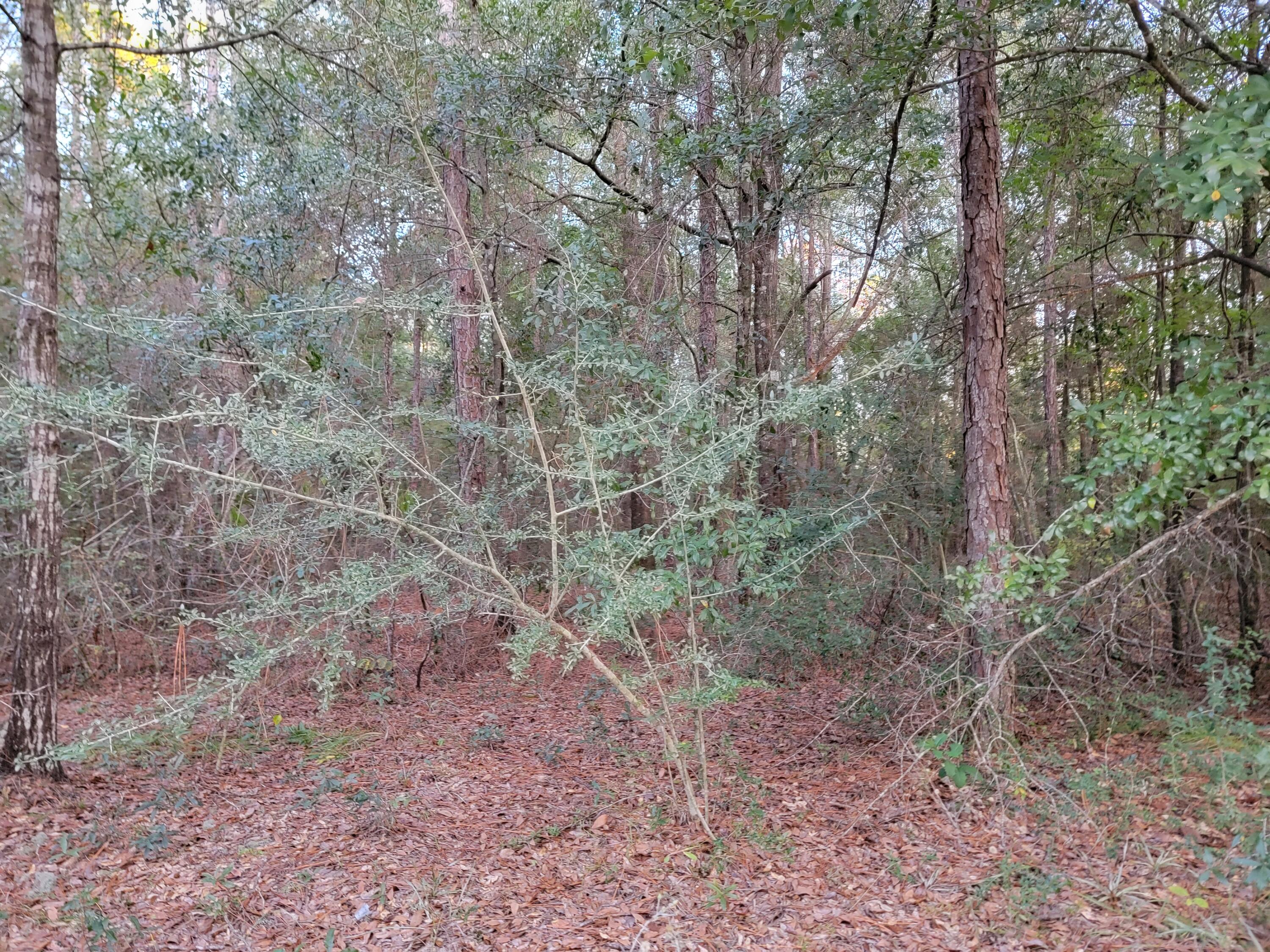 507 C Spotted Fawn Road Holt, FL 32564 - Photo 10 of 13 20231119_163058