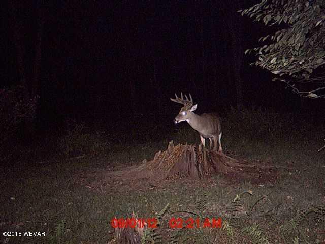 0 Buck Run Road Frenchville, PA 16836 - Photo 33 of 42 Buck Trail Cam Pics - View 2