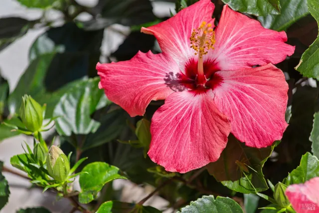 $849,000 | 530 Anson Court, Rohnert Park, CA 94928