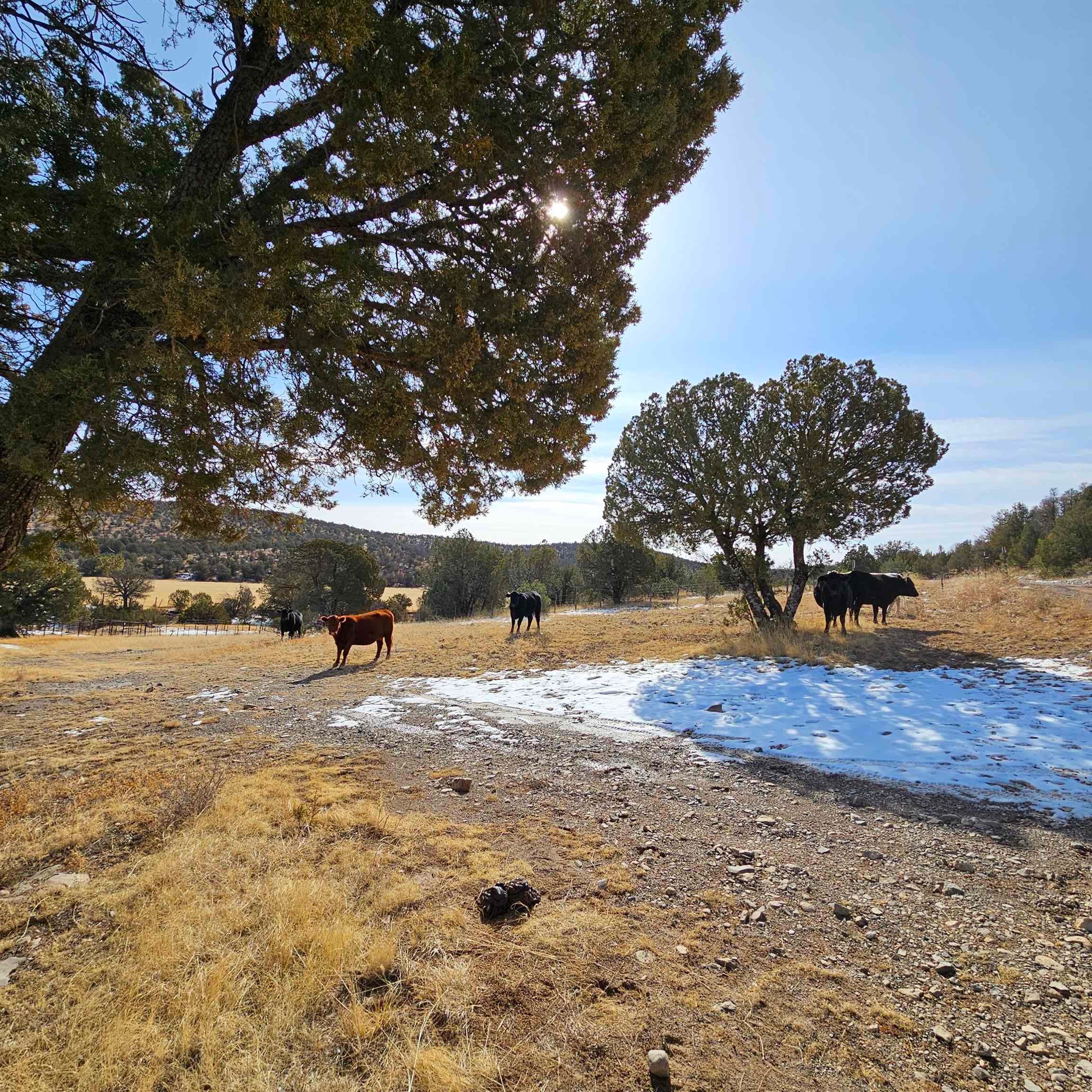 0 Miller Flats Road Mayhill, NM 88339 - Photo 1 of 39 Gallery Image 1