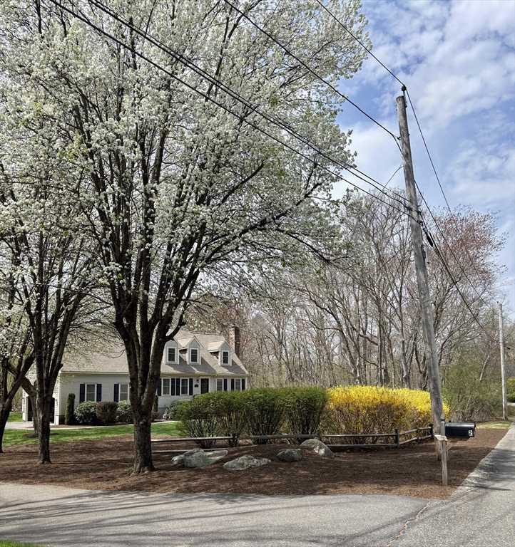 2 McTee Drive Norton, MA 02766 - Photo 42 of 42 a view of a yard with plants and large trees