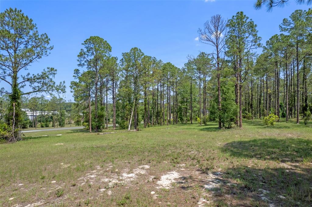 35408 Pinegate Trail Eustis, FL 32736 - Photo 2 of 16 a backyard of a house with lots of green space