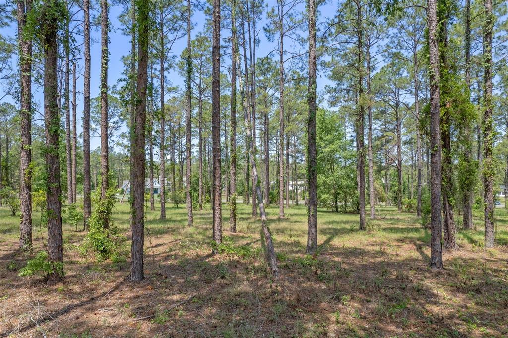 35408 Pinegate Trail Eustis, FL 32736 - Photo 4 of 16 a view of outdoor space and green space