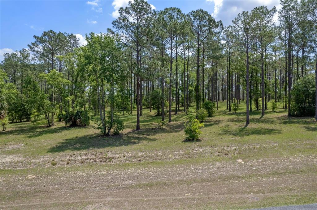 35408 Pinegate Trail Eustis, FL 32736 - Photo 7 of 16 a view of a park