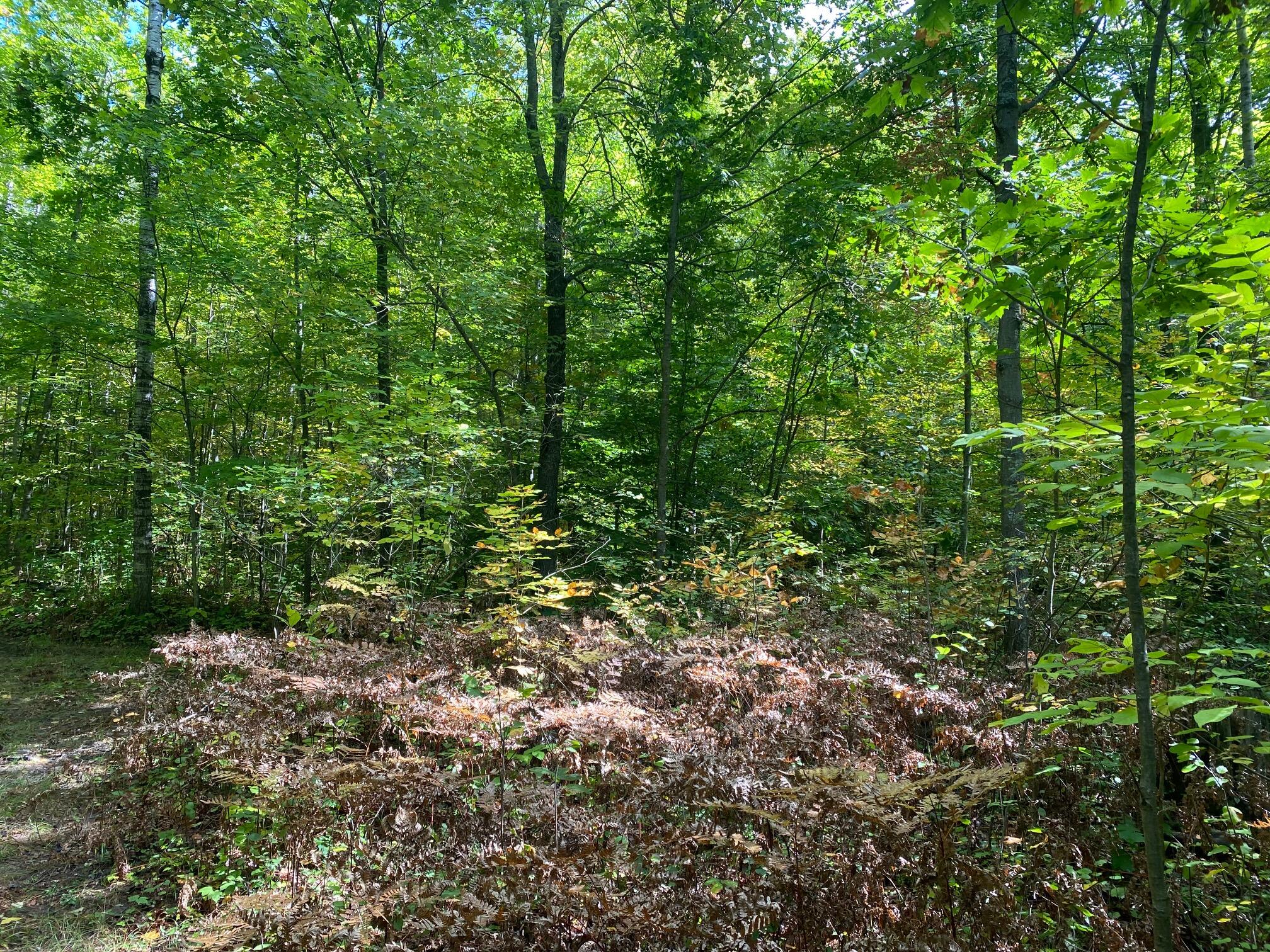 North Abbe Road Fairview, MI 48621 - Photo 11 of 12 Gallery Image 11