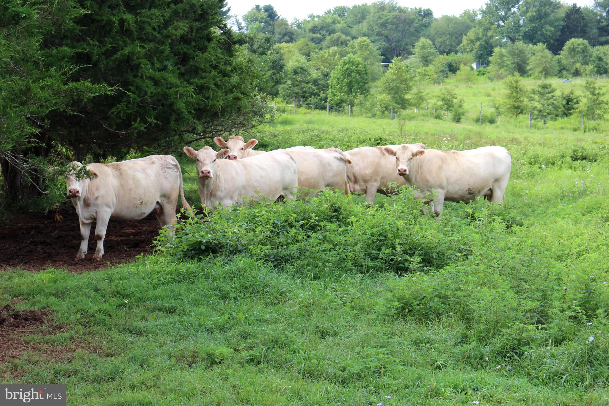 7787 Greenwich Road Catlett, VA 20119 - Photo 70 of 95 Gallery Image 70