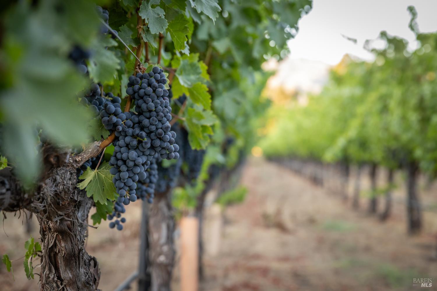 0 Ragatz Lane Napa, CA 94558 - Photo 24 of 27 Gallery Image 24