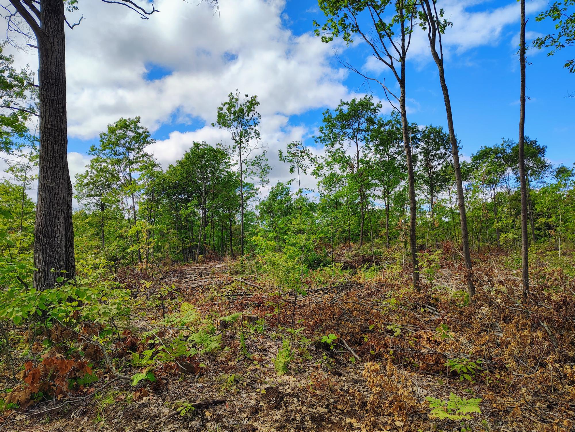 On Kornstead Road, Unit 80± ACRE Mellen, WI 54546 - Photo 13 of 18 Gallery Image 13