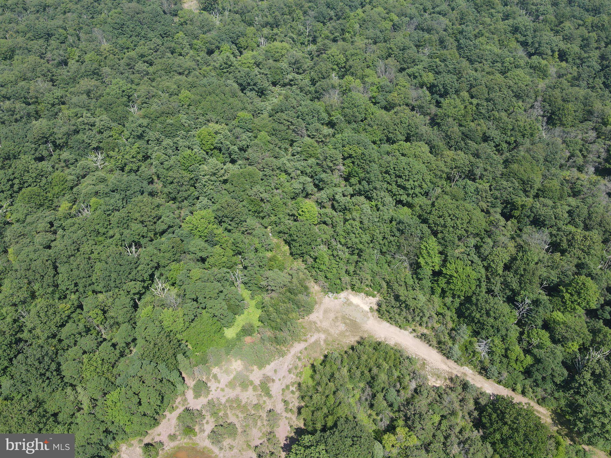 Mountain Road Catawissa, PA 17820 - Photo 18 of 23 Lush green canopy meets open earth.