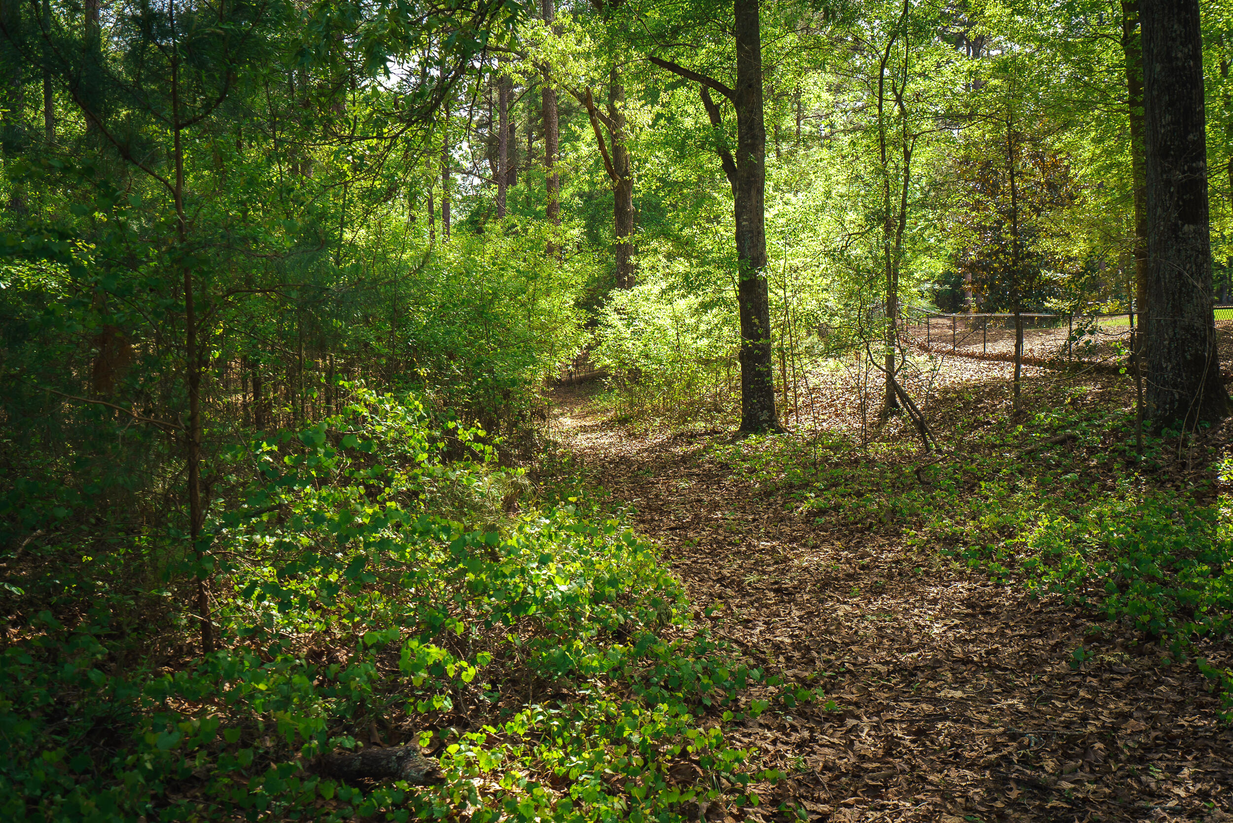 Lot 3 Banks Mill Road Southeast Aiken, SC 29803 - Photo 12 of 42