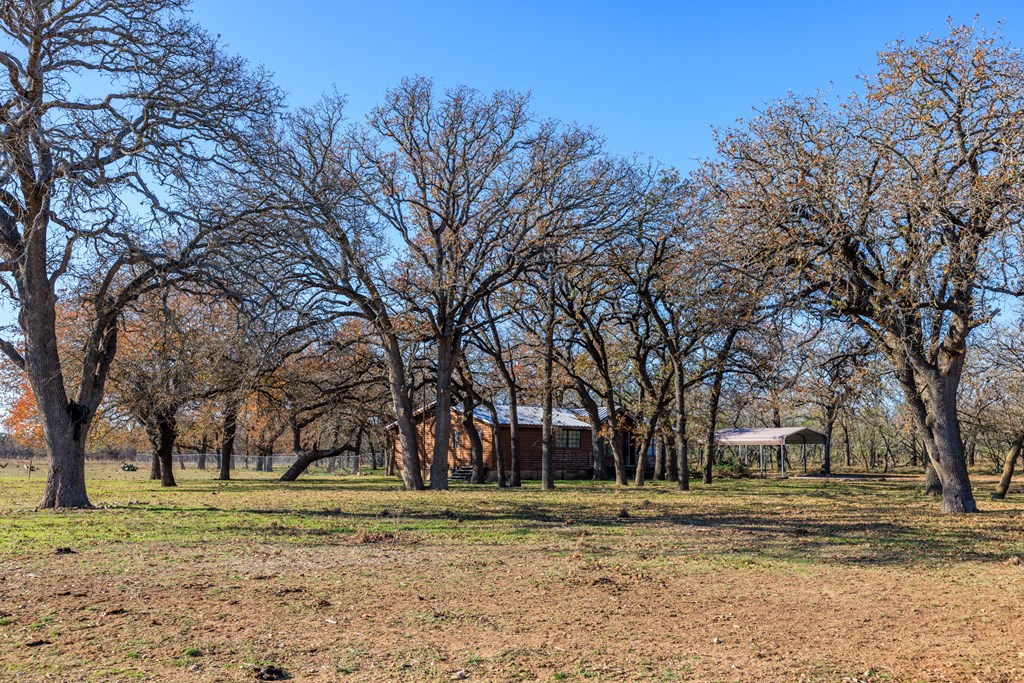 485 Fulton Ranch Road Stonewall, TX 78671 - Photo 19 of 22 a tall tree in middle of green field